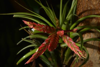 Tillandsia didisticha, photographed by Thomaz Ricardo Favreto Sinani