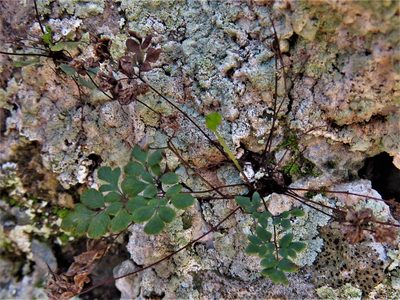Argyrochosma dealbata, photographed by Annika Lindqvist