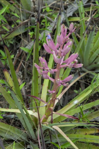 Bromelia hieronymi, photographed by Thomaz Ricardo Favreto Sinani