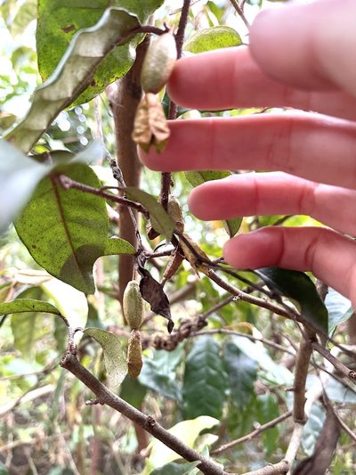 Elaeagnus loureiroi, photographed by Yj