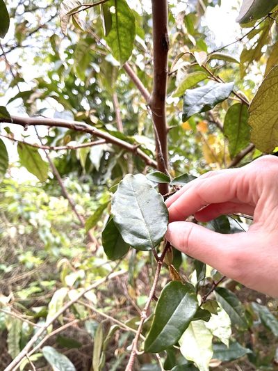 Elaeagnus loureiroi, photographed by Yj
