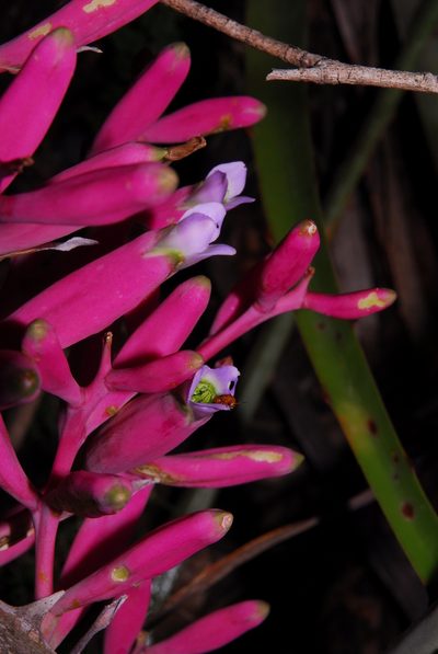 Bromelia hieronymi, photographed by Thomaz Ricardo Favreto Sinani