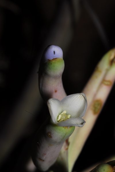 Bromelia hieronymi, photographed by Thomaz Ricardo Favreto Sinani