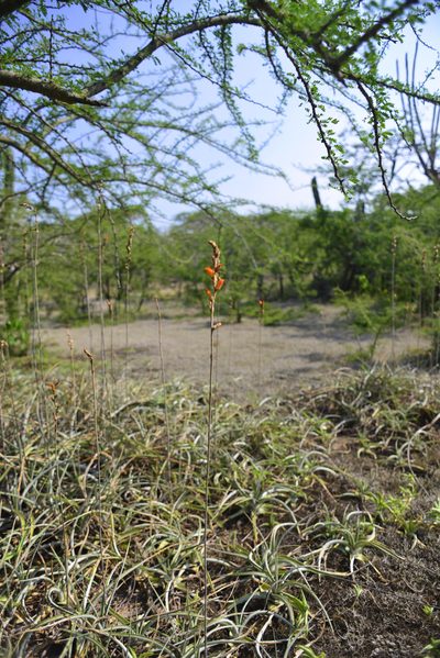 Dyckia leptostachya, photographed by Thomaz Ricardo Favreto Sinani