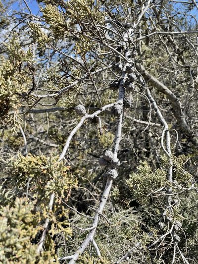 Hesperocyparis macnabiana, photographed by Roger Raiche