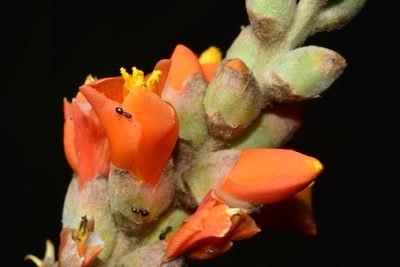 Dyckia leptostachya, photographed by Thomaz Ricardo Favreto Sinani