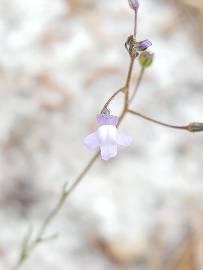 Nuttallanthus floridanus, photographed by Alex Abair