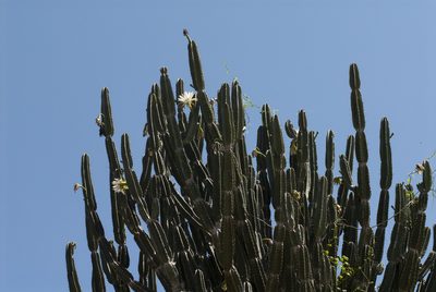 Cereus stenogonus, photographed by Thomaz Ricardo Favreto Sinani
