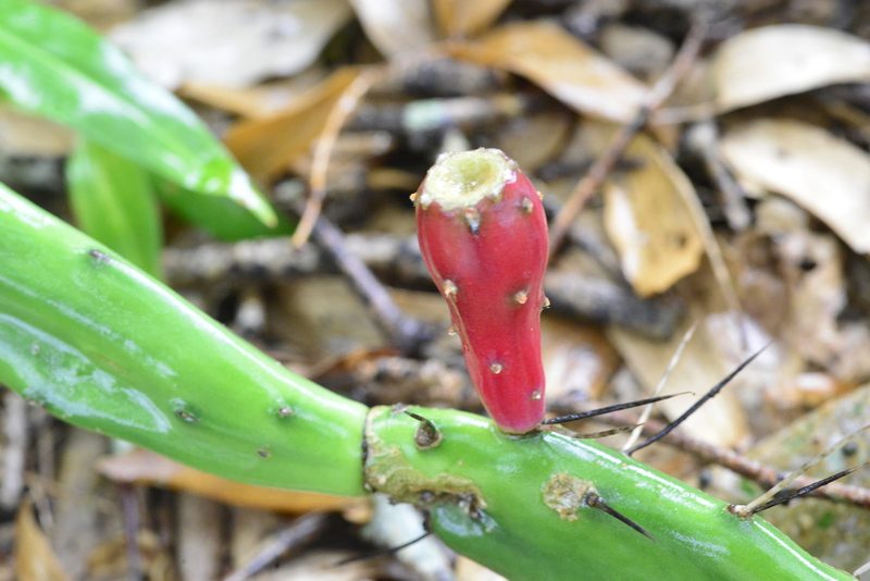 Opuntia retrorsa, photographed by Thomaz Ricardo Favreto Sinani