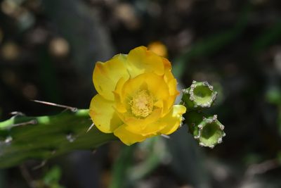 Opuntia retrorsa, photographed by Thomaz Ricardo Favreto Sinani