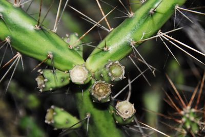 Opuntia retrorsa, photographed by Thomaz Ricardo Favreto Sinani