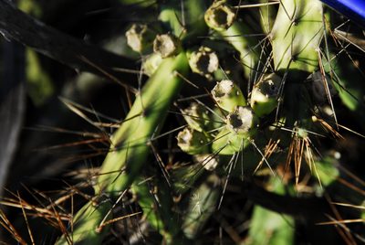 Opuntia retrorsa, photographed by Thomaz Ricardo Favreto Sinani