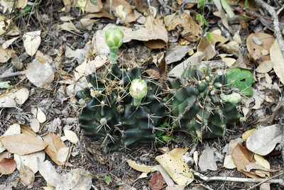 Gymnocalycium anisitsii, photographed by Thomaz Ricardo Favreto Sinani