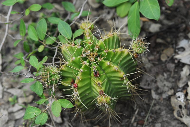 Gymnocalycium anisitsii, photographed by Thomaz Ricardo Favreto Sinani