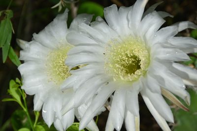 Acanthocalycium rhodotrichum, photographed by Thomaz Ricardo Favreto Sinani