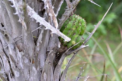 Acanthocalycium rhodotrichum, photographed by Thomaz Ricardo Favreto Sinani