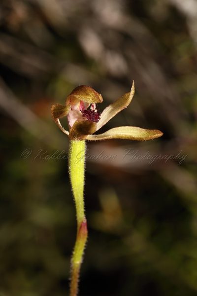 Caladenia atradenia, photographed by Robbie Graham