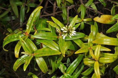 Veronica ligustrifolia, photographed by Pieter Pelser