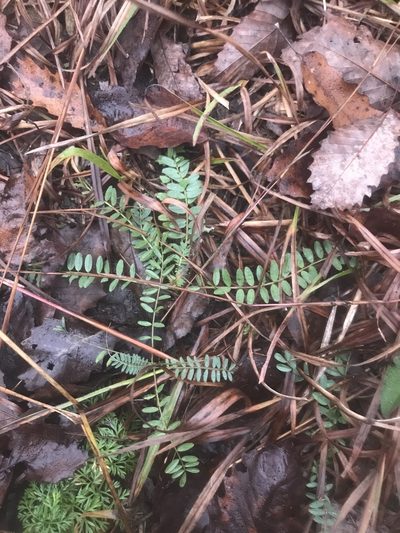 Astragalus tennesseensis, photographed by Alan Weakley
