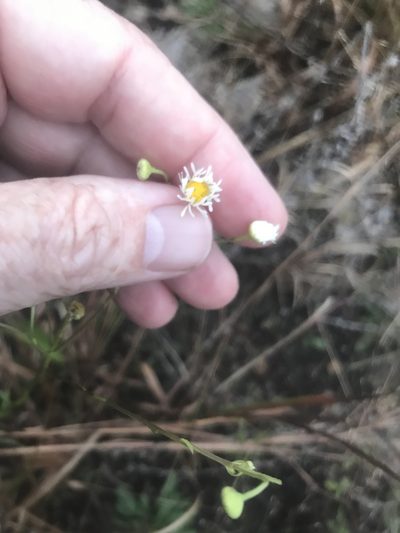 Erigeron allisonii, photographed by Alan Weakley