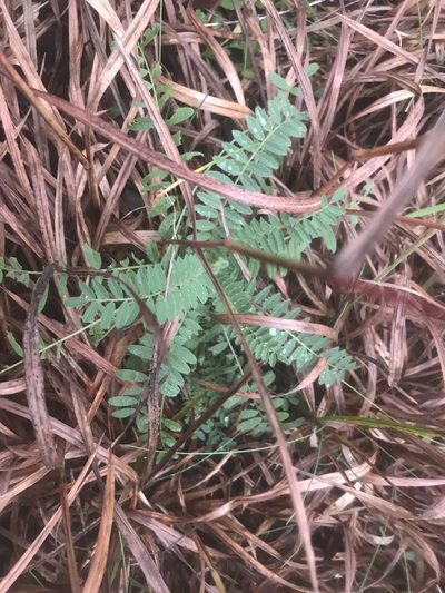 Astragalus bibullatus, photographed by Alan Weakley