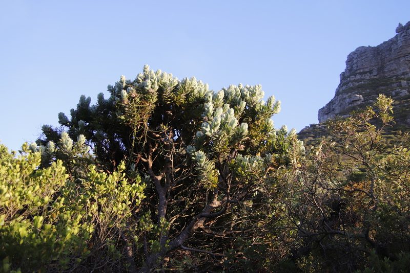 Leucospermum conocarpodendron, photographed by Tony Rebelo