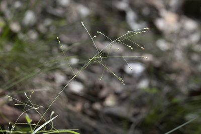 Panicum effusum, photographed by Kym Nicolson