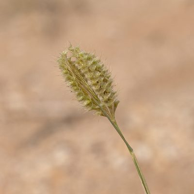 Oxychloris scariosa, photographed by Kym Nicolson