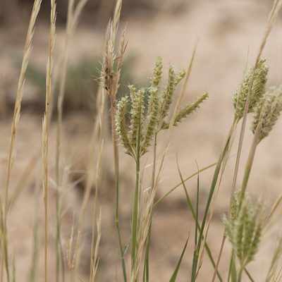Oxychloris scariosa, photographed by Kym Nicolson