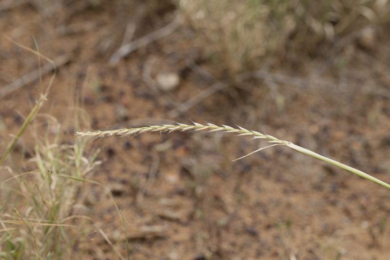 Astrebla lappacea, photographed by Kym Nicolson