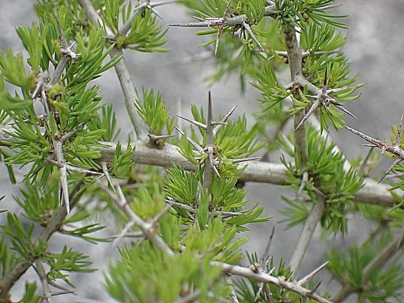 Asparagus mariae, photographed by Di Turner