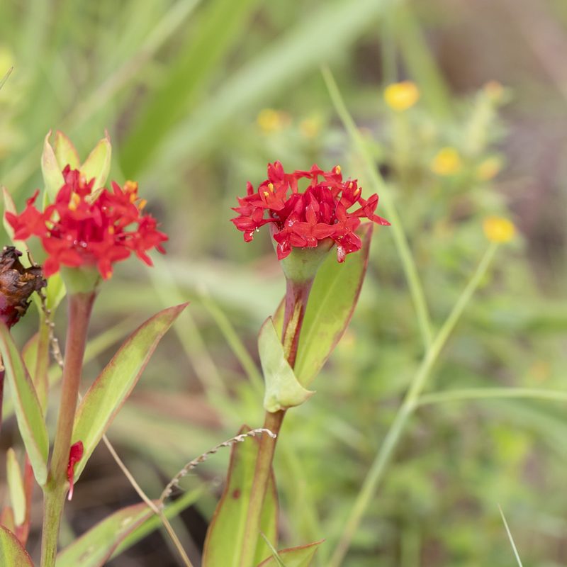 Pimelea punicea, photographed by Kym Nicolson