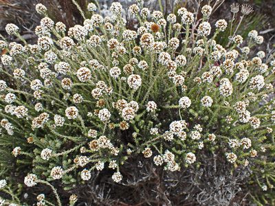 Stoebe anomala, photographed by Di Turner