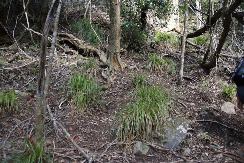 Carex lancea, photographed by Tony Rebelo
