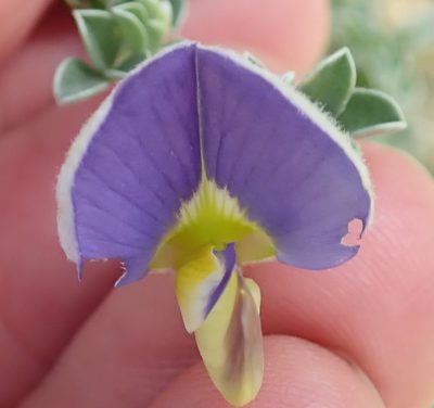 Lotononis sericophylla, photographed by Peter Warren