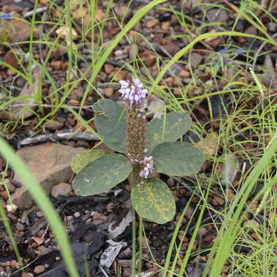 Uraria lagopodioides, photographed by Kym Nicolson