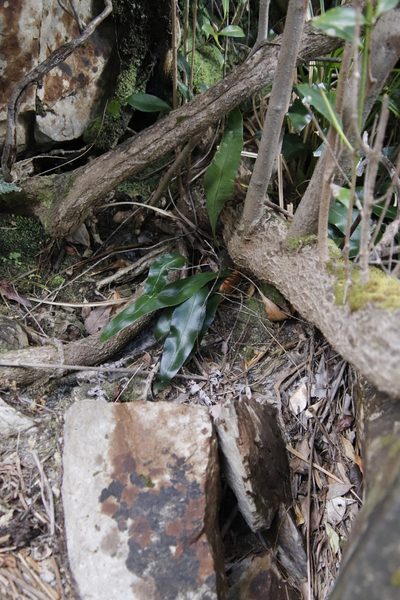 Elaphoglossum angustatum, photographed by Tony Rebelo