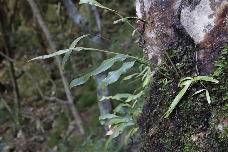 Elaphoglossum angustatum, photographed by Tony Rebelo
