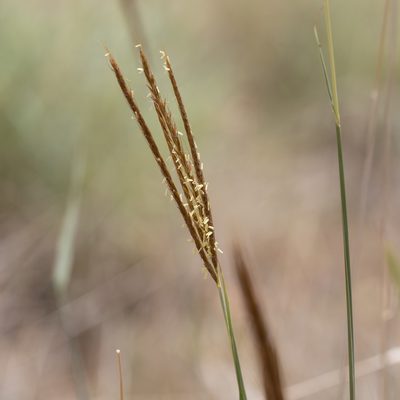 Eulalia aurea, photographed by Kym Nicolson