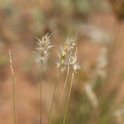 Neurachne muelleri, photographed by Kym Nicolson
