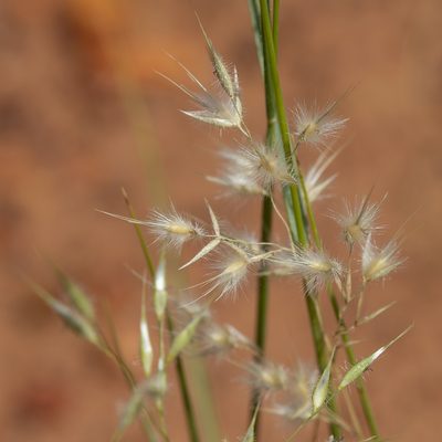 Eriachne aristidea, photographed by Kym Nicolson