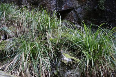 Carex lancea, photographed by Tony Rebelo