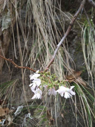 Ougeinia oojeinensis, photographed by S.MORE