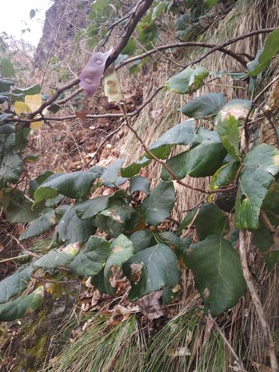 Ougeinia oojeinensis, photographed by S.MORE