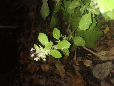 Blumea axillaris, photographed by S.MORE