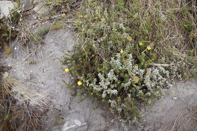 Ursinia dentata, photographed by Tony Rebelo