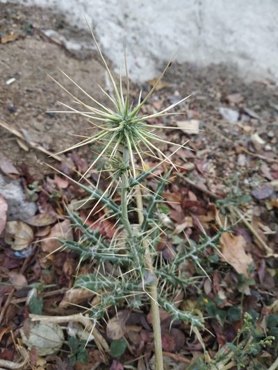 Echinops echinatus, photographed by S.MORE