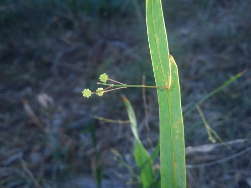 Acacia willdenowiana, photographed by Helium Luo