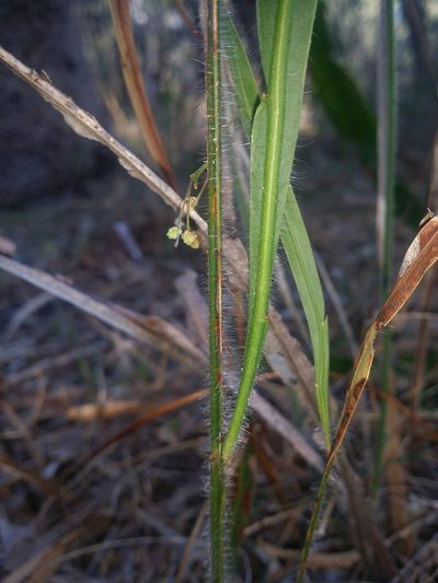 Acacia willdenowiana, photographed by Helium Luo