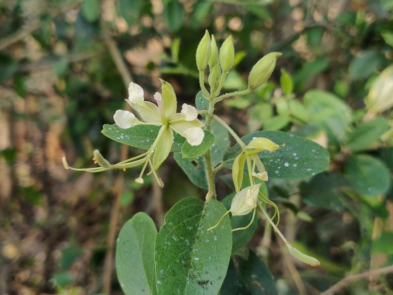 Cadaba fruticosa, photographed by T R Shankar Raman